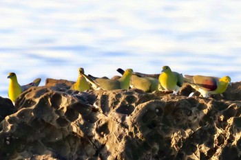 アオバト 大磯照ヶ崎海岸 2023年11月3日(金)