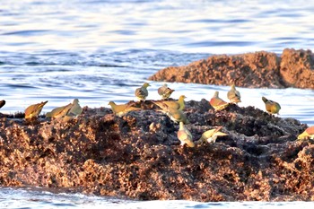 アオバト 大磯照ヶ崎海岸 2023年11月3日(金)