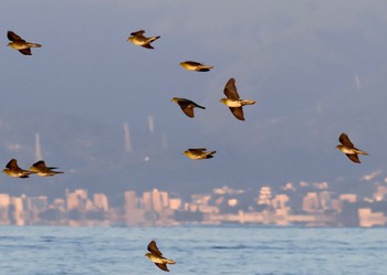 アオバト 大磯照ヶ崎海岸 2023年11月3日(金)