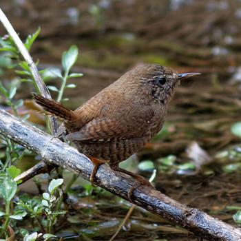 Eurasian Wren 各務野自然遺産の森 Sun, 3/16/2014