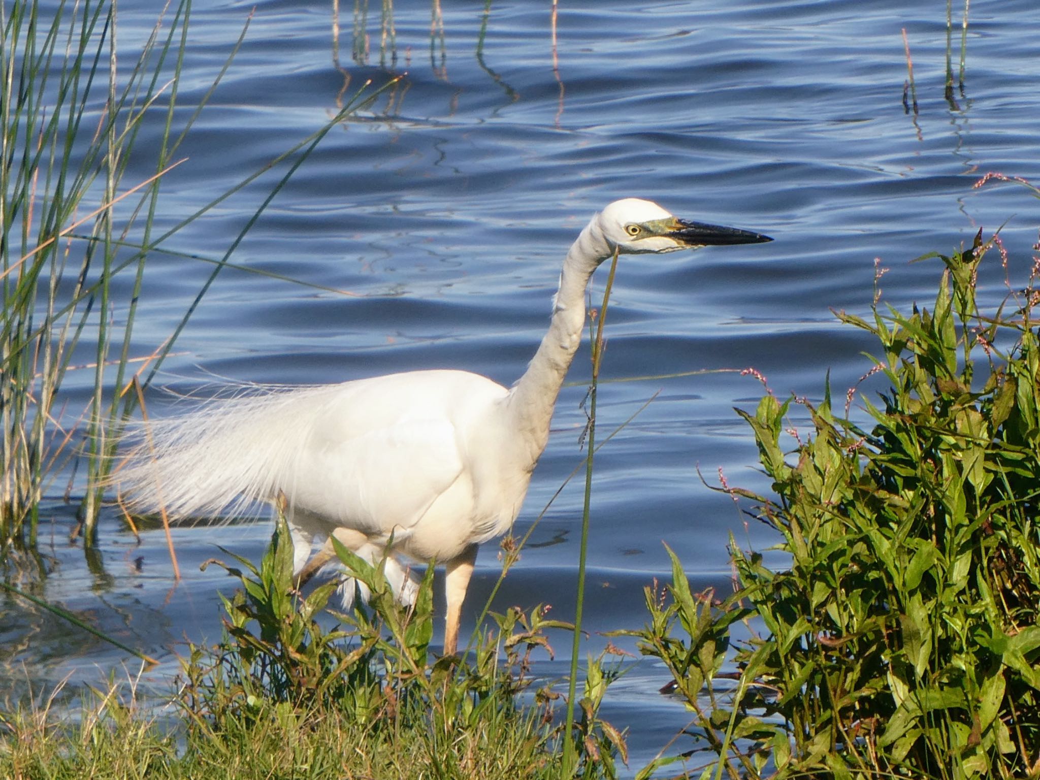 Herdsman Lake ダイサギの写真 by Maki