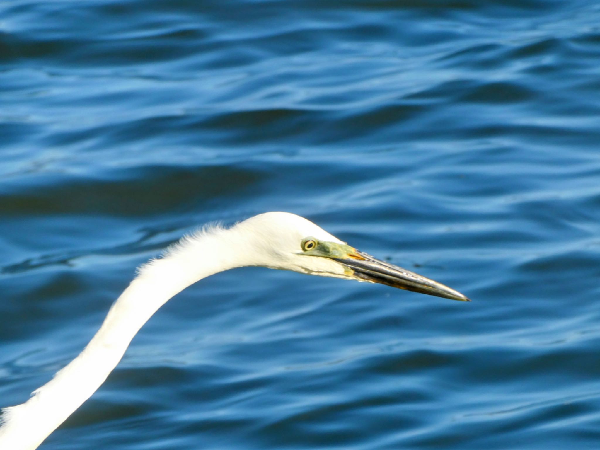 Photo of Great Egret at Herdsman Lake by Maki