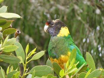 Australian Ringneck Lake Seppings, Albany, WA, Australia Sat, 10/14/2023