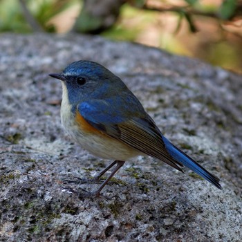 Red-flanked Bluetail 岐阜公園 Sun, 3/23/2014