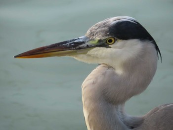 アオサギ 弁天池公園(大阪府門真市) 2023年11月5日(日)