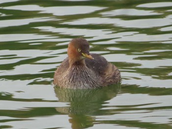 カイツブリ 弁天池公園(大阪府門真市) 2023年11月5日(日)