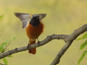 2023年11月5日(日) 大阪城公園の野鳥観察記録