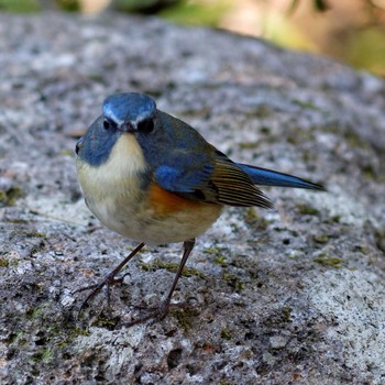 Red-flanked Bluetail 岐阜公園 Sun, 3/23/2014