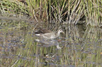 Common Moorhen 和歌山市 Sat, 11/4/2023