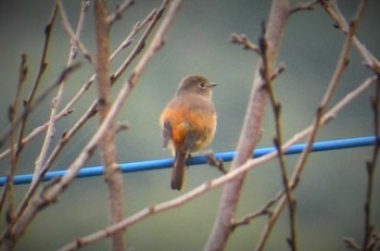 Daurian Redstart 立田山 Sat, 11/14/2015