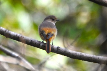 ジョウビタキ 立田山 2016年11月13日(日)