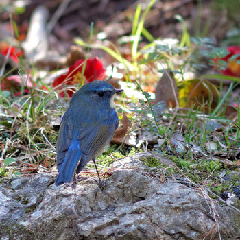 Red-flanked Bluetail 岐阜公園 Sun, 3/23/2014