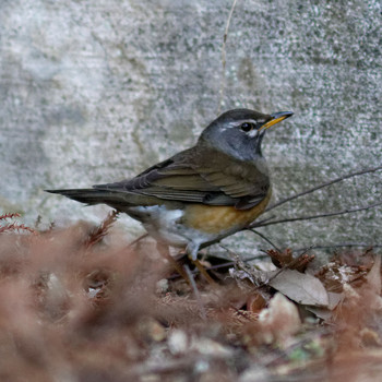 Eyebrowed Thrush 岐阜公園 Sun, 3/23/2014