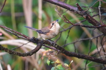 2023年11月6日(月) 長浜公園の野鳥観察記録