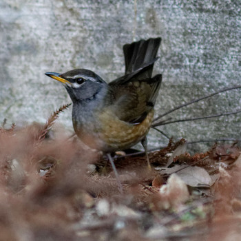 Eyebrowed Thrush 岐阜公園 Sun, 3/23/2014