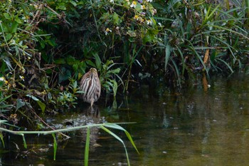 2023年5月9日(火) 沖縄県の野鳥観察記録