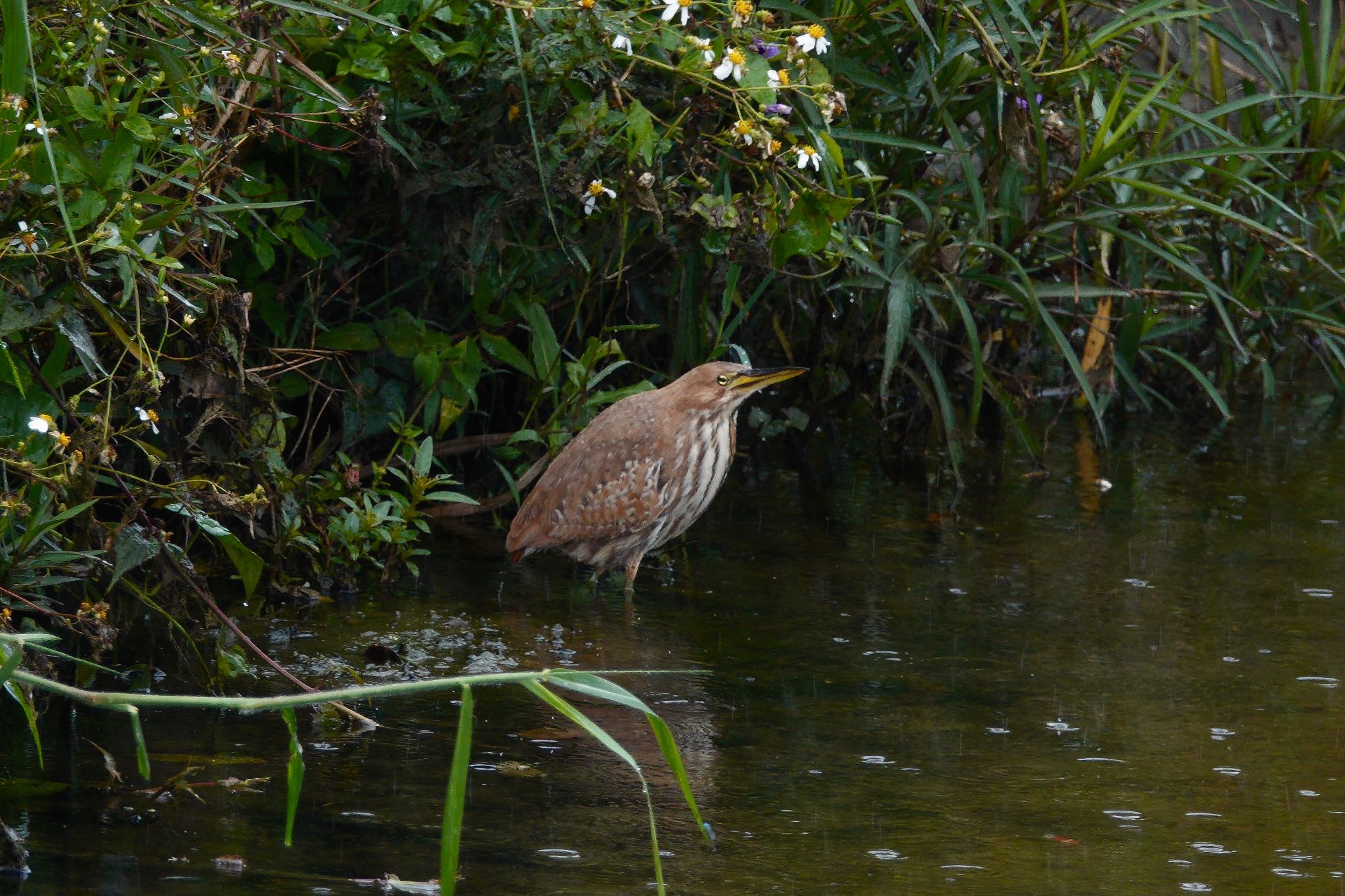 Cinnamon Bittern