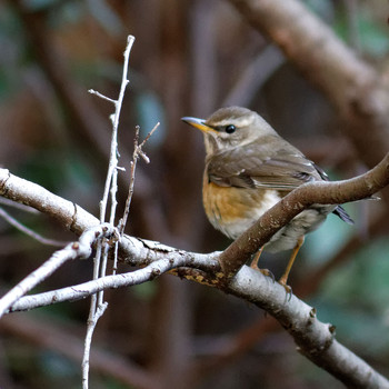 Eyebrowed Thrush 岐阜公園 Sun, 3/23/2014