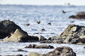 ヒヨドリ 北海道松前町白神岬 2023年11月5日(日)