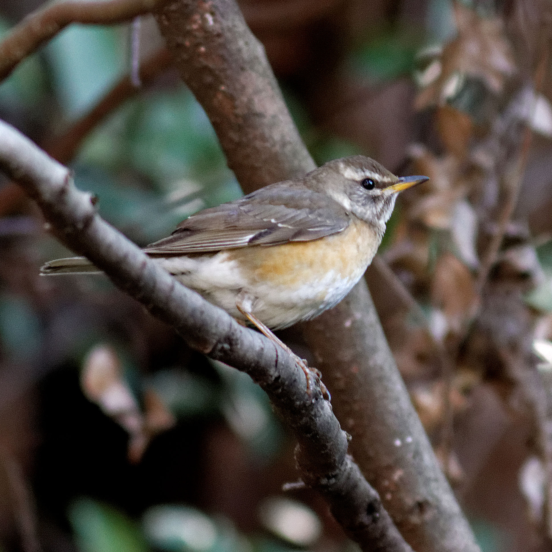 Photo of Eyebrowed Thrush at 岐阜公園 by herald