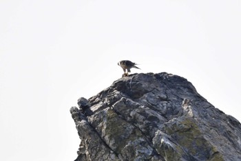 Peregrine Falcon 北海道松前町白神岬 Sun, 11/5/2023