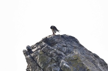 Peregrine Falcon 北海道松前町白神岬 Sun, 11/5/2023