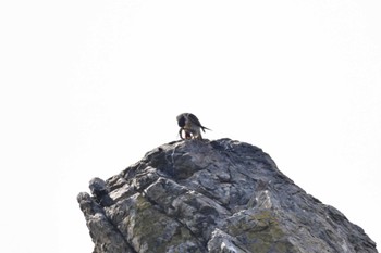 Peregrine Falcon 北海道松前町白神岬 Sun, 11/5/2023