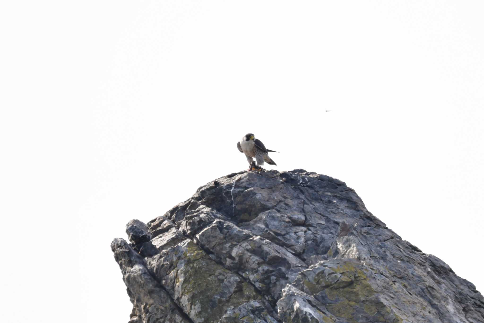 Peregrine Falcon