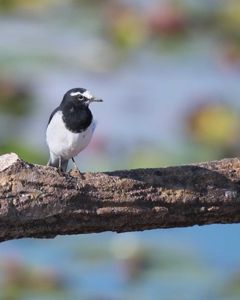 Japanese Wagtail 乙戸沼公園 Thu, 10/12/2023