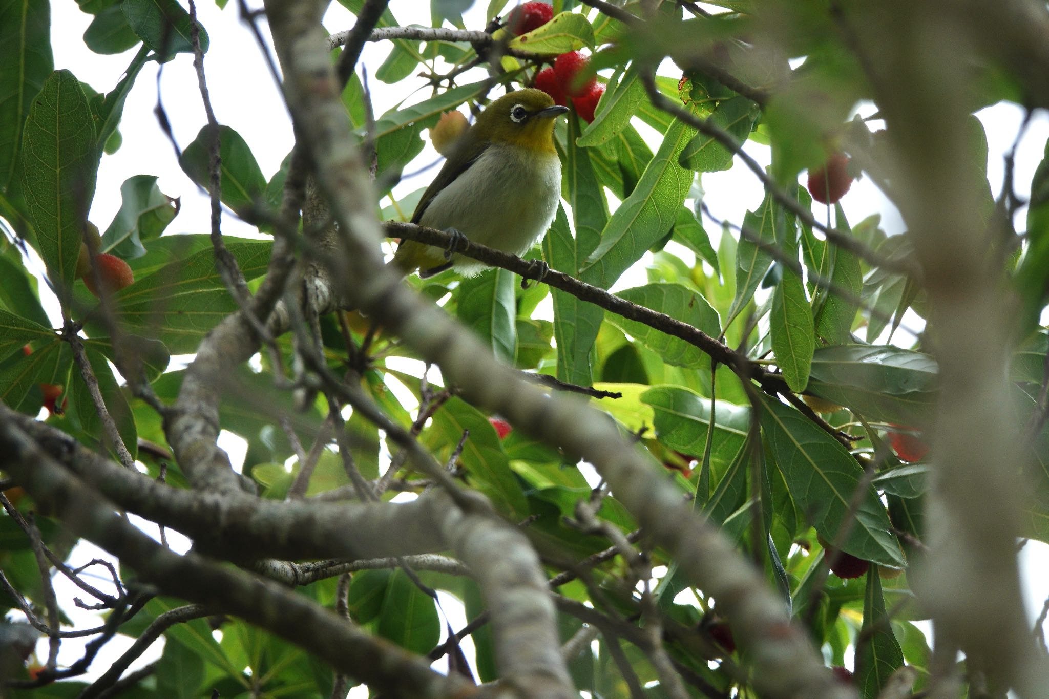 Japanese White-eye(loochooensis)