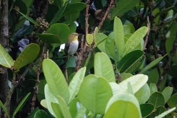 リュウキュウメジロ 沖縄県 2023年5月9日(火)