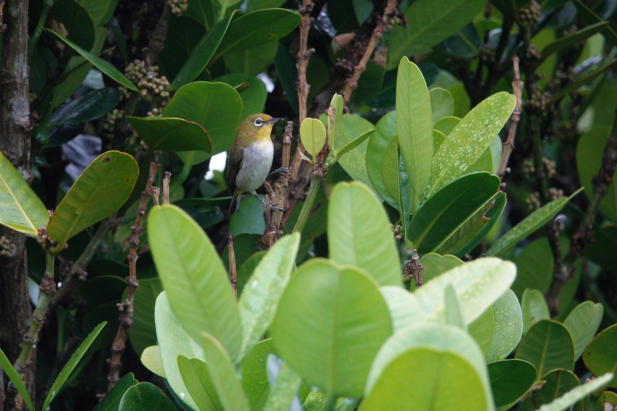 Japanese White-eye(loochooensis)