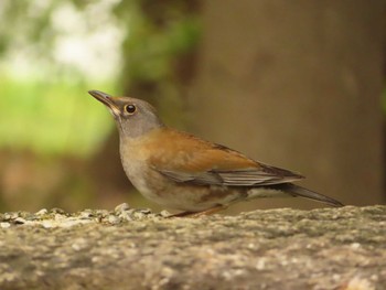 2023年11月6日(月) 大阪城公園の野鳥観察記録