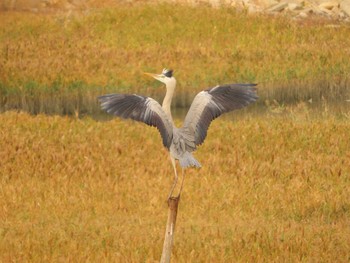 2023年11月6日(月) 大阪南港野鳥園の野鳥観察記録