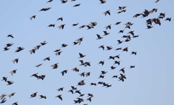 Great Cormorant Gonushi Coast Fri, 11/3/2023