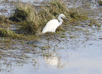 Little Egret Gonushi Coast Fri, 11/3/2023