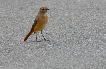 2023年11月6日(月) 大阪府堺市 大和川の野鳥観察記録