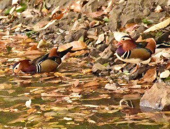 Mandarin Duck 可児やすらぎの森 Mon, 11/6/2023