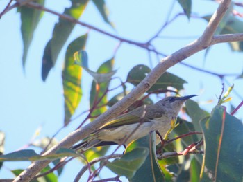 Brown Honeyeater Ambergate, WA, Australia Sun, 10/15/2023