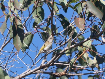 Brown Honeyeater Ambergate, WA, Australia Sun, 10/15/2023