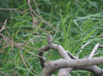 2018年10月6日(土) 昆陽池公園の野鳥観察記録