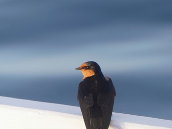 Welcome Swallow Busselton Jetty, WA, Australia Sun, 10/15/2023