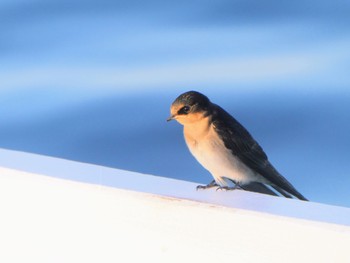 Welcome Swallow Busselton Jetty, WA, Australia Sun, 10/15/2023