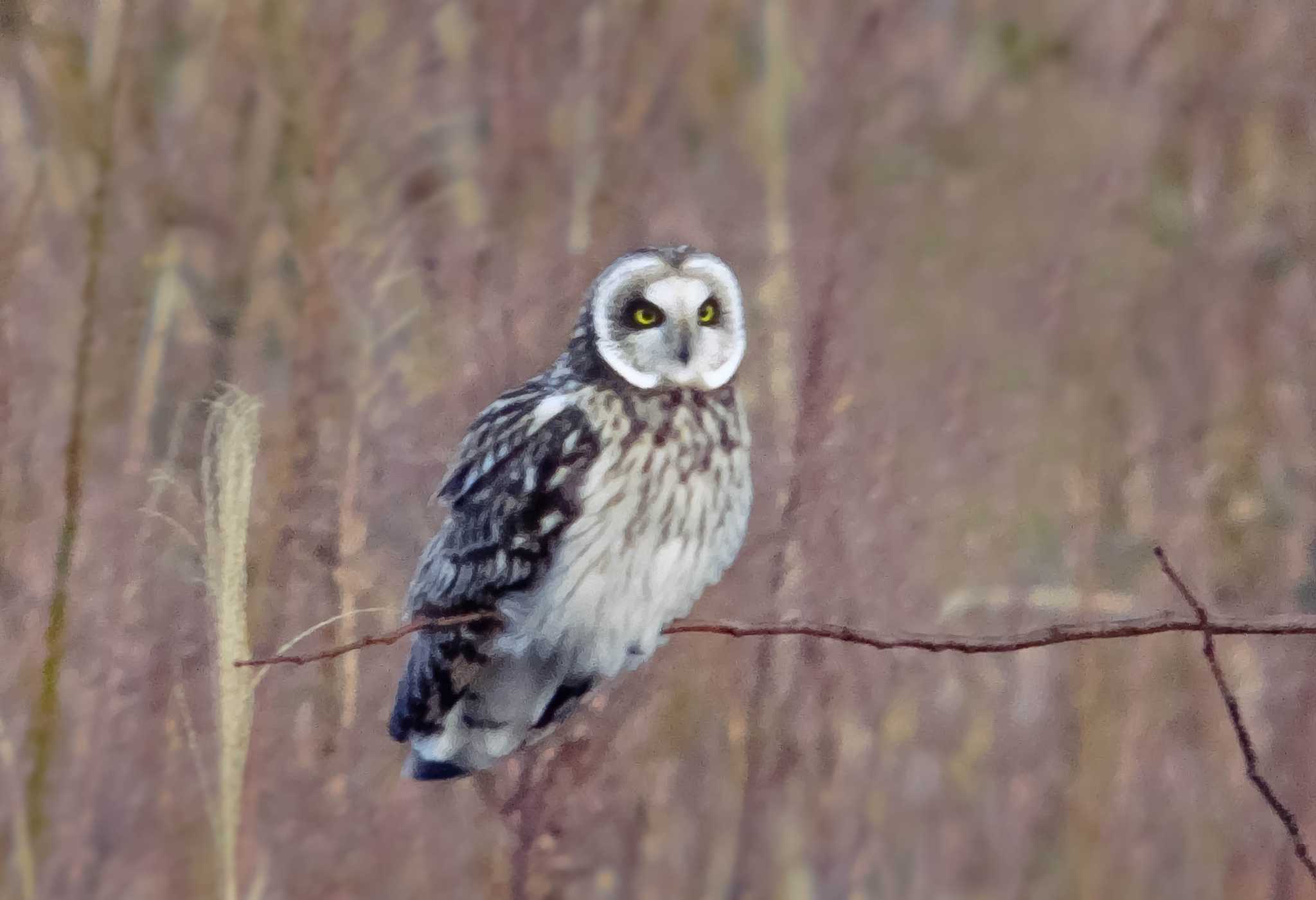 手取川 コミミズクの写真 by bluebird