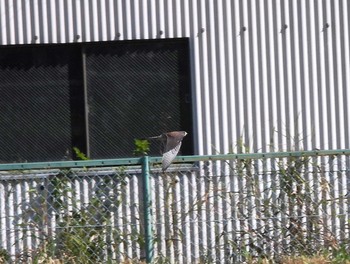 2023年11月3日(金) 綾瀬川の野鳥観察記録