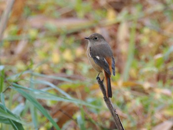 Daurian Redstart Kitamoto Nature Observation Park Sat, 11/4/2023