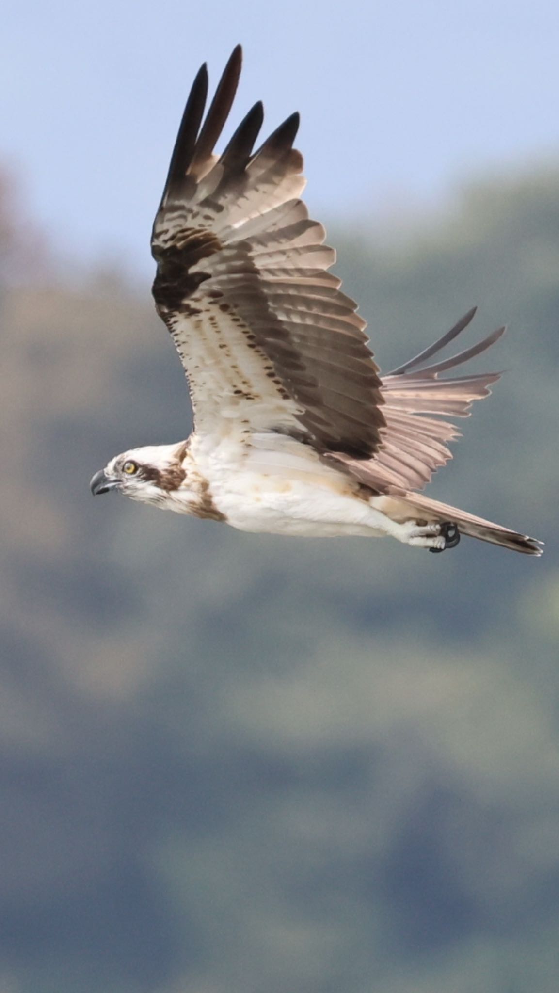 Photo of Osprey at  by soul.number.358