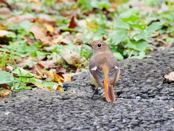 ジョウビタキ 秋葉の森総合公園 2023年11月6日(月)