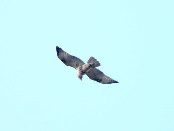 Eastern Buzzard 和泉葛城山 Sun, 10/15/2023