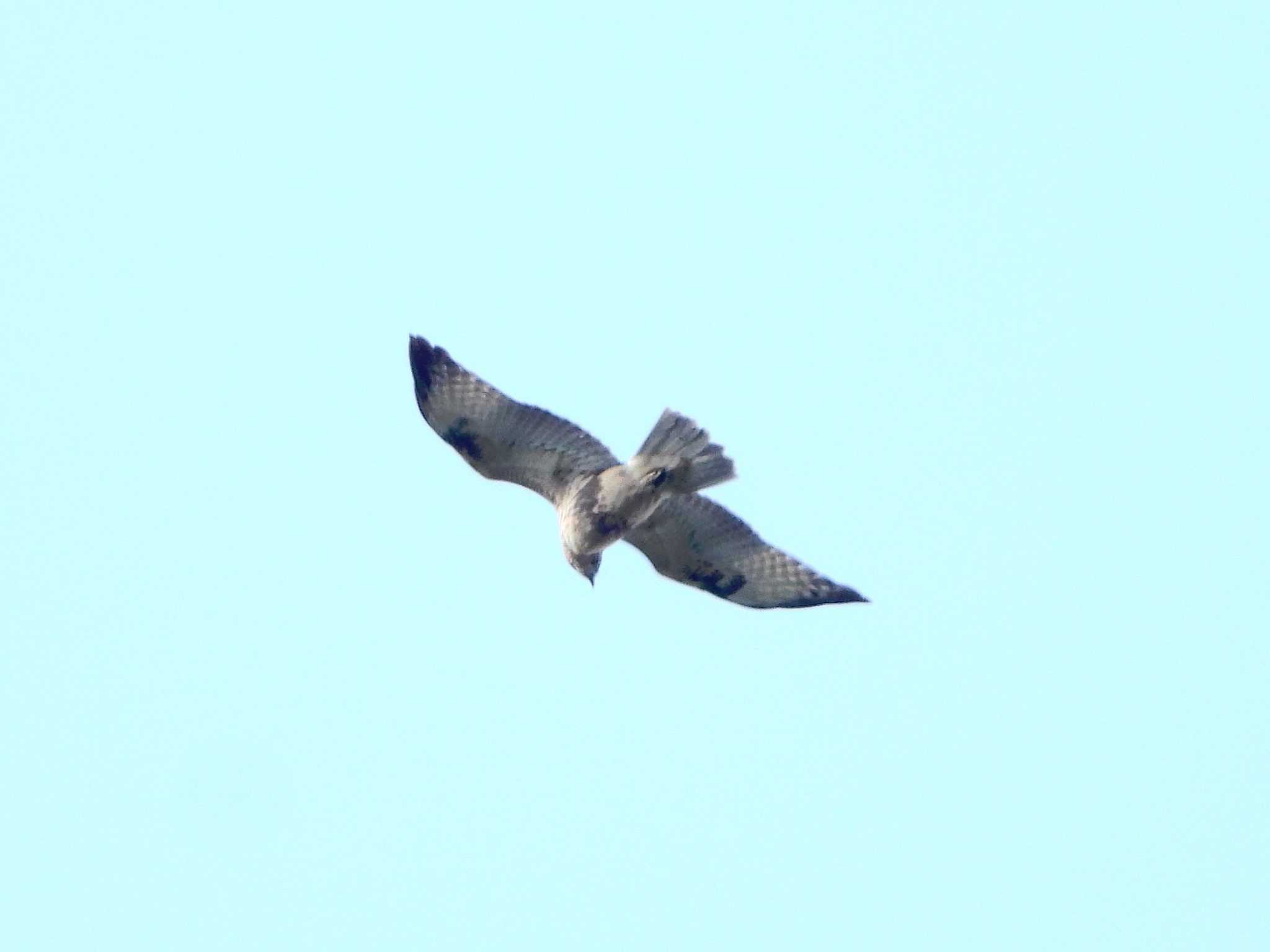 Eastern Buzzard